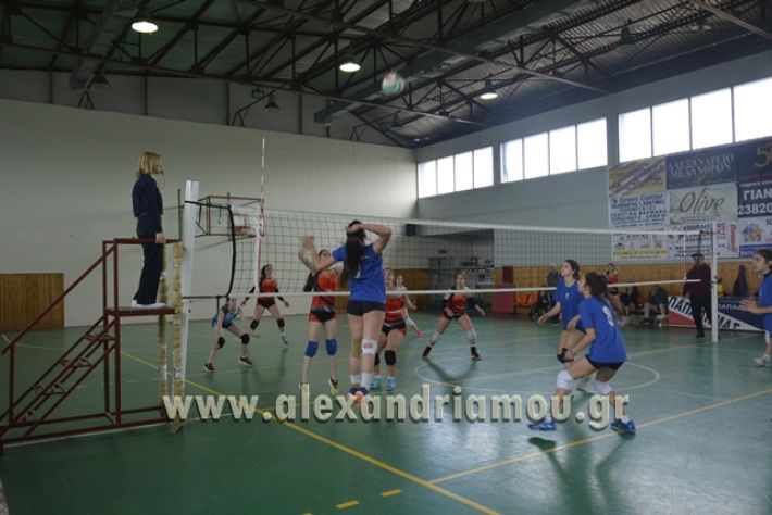 volley _1ogel-kassandra123